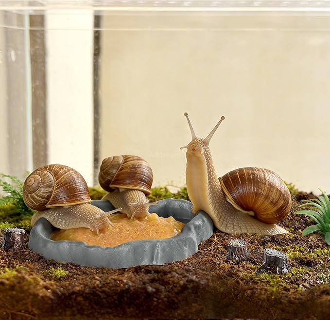 Snail Food and Water Bowl Terrarium Feeding Dish for Tank Supplies