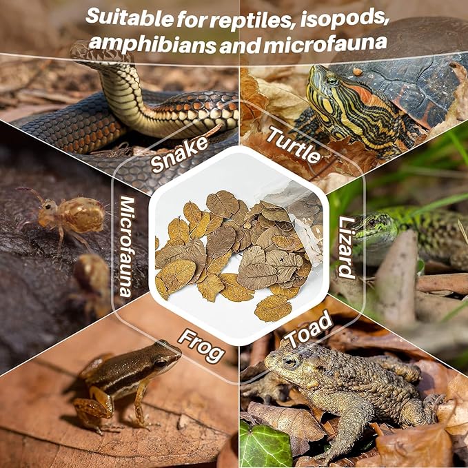 MAQIHAN Dry Oak Leaf Litter for Reptiles – 5 oz Whole Natural Oak Leaves Substrate for Isopods & Bioactive Terrarium Forest Floor Habitat, Premium Enclosure Bedding