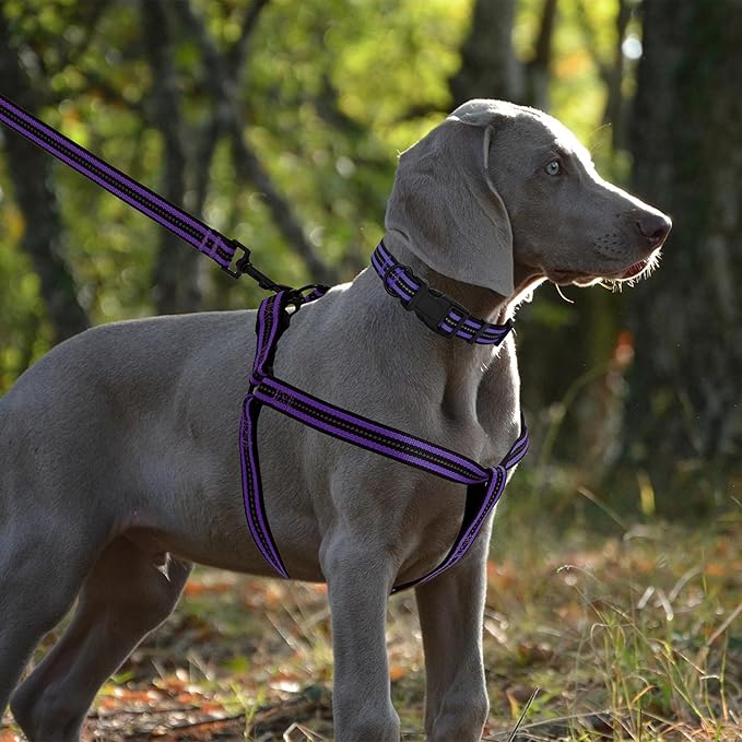 Mile High Life Night Reflective Double Adjustable Band Nylon Small Puppy Pet Dog Combo Collar Leash and Harness Set (Reflective Stripe Purple, Small (Pack of 3))