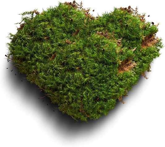 Moss Terrarium Beding Live Moss Terrarium Moss Composite Set (2 Style Moss Combination)