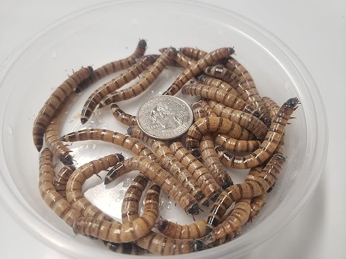 200+ Live Large Superworms - TheFrogHouse Brand - Kingworms - Zophobas Morio