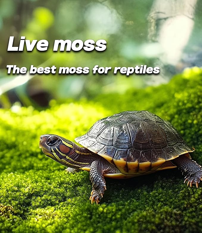 LUCKYRUNES Live Moss for Reptiles - Terrarium Moss for Reptiles Peat Moss for Reptiles Habitat Bedding Moss for Snakes Turtle Frog Gecko and Other Reptiles Substrate 50 Square inches Live Moss