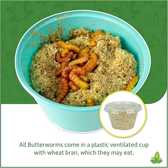 Josh's Frogs Butterworms (25 Count) for Reptiles, Amphibians & Arachnids
