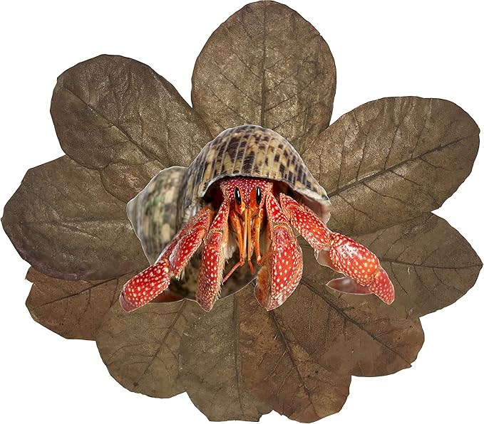 Awesome Aquatic Hermit Crab Catappa Indian Almond Leaves 10 4"-6" Natural Leaf Litter Provides Humidity, Crab Treats with Cellulose, Promotes Breeding, Natural Hiding Spots, Easy to Use