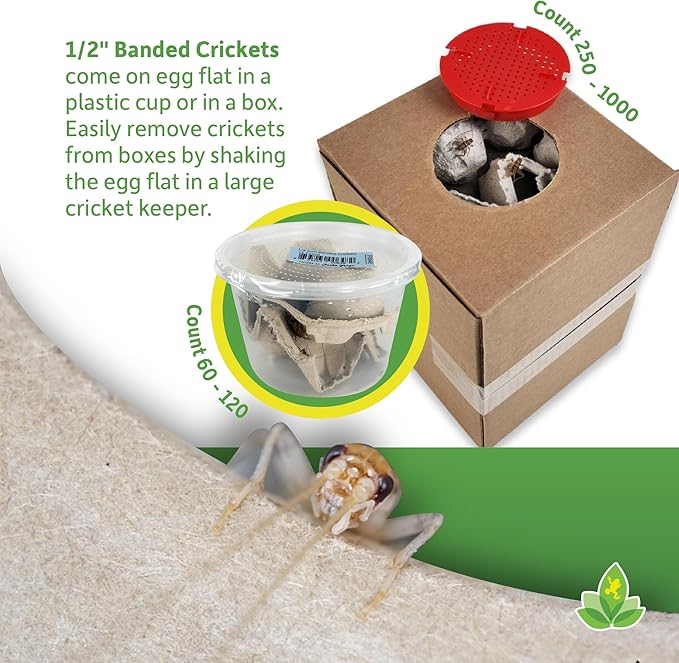 Josh's Frogs 1/2" Banded Crickets (72 Count)