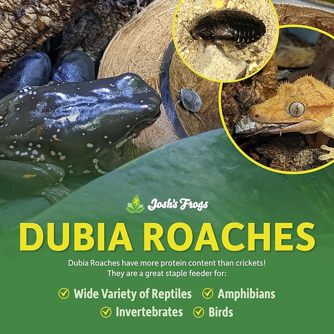 Josh's Frogs 1/4" - 3/8" Small Dubia Roaches (25 Count)