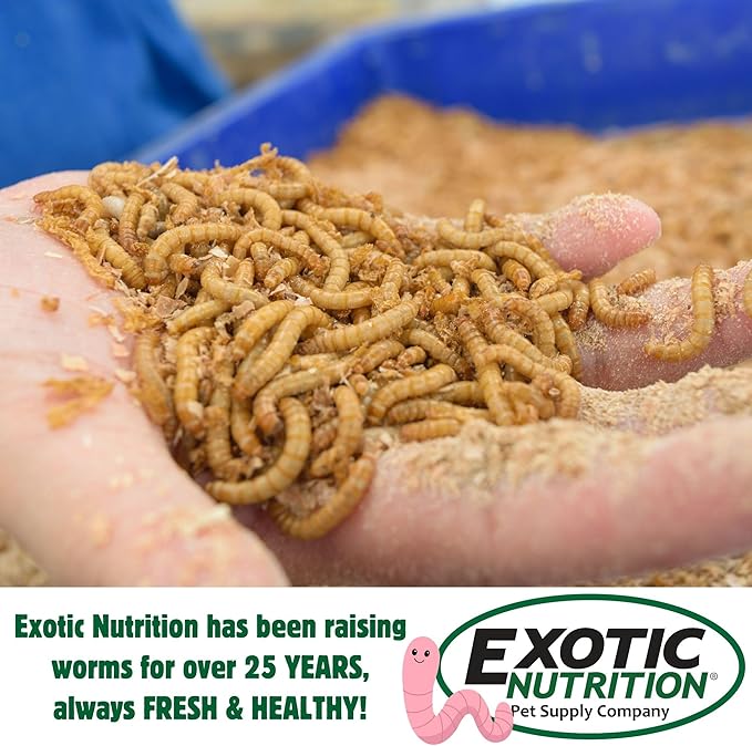 Exotic Nutrition 2000pk Live Mealworms (1/2")
