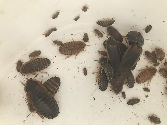 Mixed Sized Dubia Roaches 200 Ct | Sizes 1/4 inch, 1/2 inch, 1 inch |Reptile Food Live Arrival | Includes Insect Food