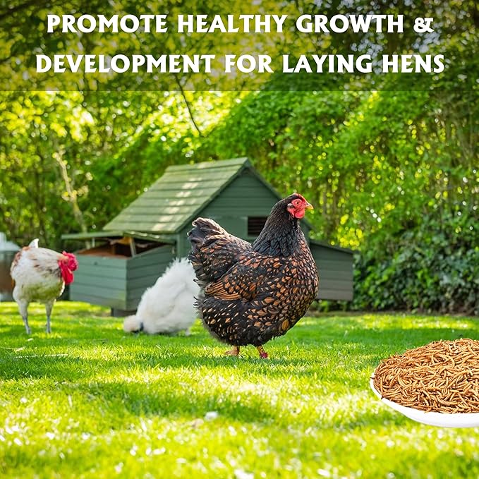 Dried Mealworms 10LB Pure Natural Non-GMO Mealworms for Chicken Ducks and Wild Birds High Protein Chicken Feed and Bird Food