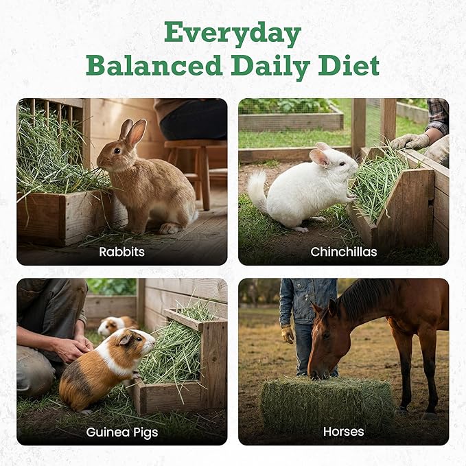Border Valley Teff Grass Hay Bales, 40 lb - Soft Fine Stem Hay for Rabbits, Guinea Pigs, Chinchillas, Tortoises, Horses and Livestock - High Fiber Grass Bales, Farm-to-Home Freshness