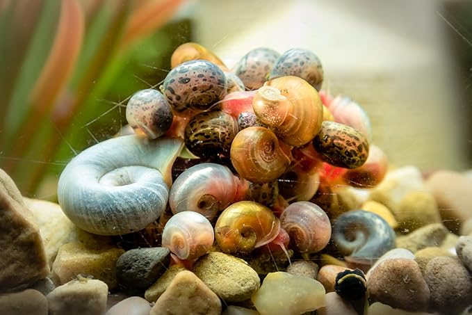 Dehydrated Freshwater Snail Food Treat,Snello,15% Calcium,Spirulina,Krill ADS (1oz)