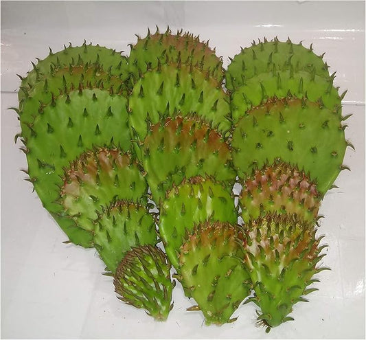 12 Oz FRESH Tortoise Turtle Iguana Reptile SUPER FOOD Spineless Opuntia Prickly Pear Cactus