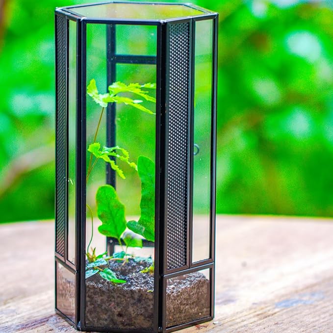 NCYP Glass Enclosure Terrarium with Mesh and Door for Small Spiders - Hexagon Shape, Small Mantis Vented Glass Terrarium 4.1'' x 3.6'' x 7.8'', Tabletop Decor, Black (Plants Not Include)