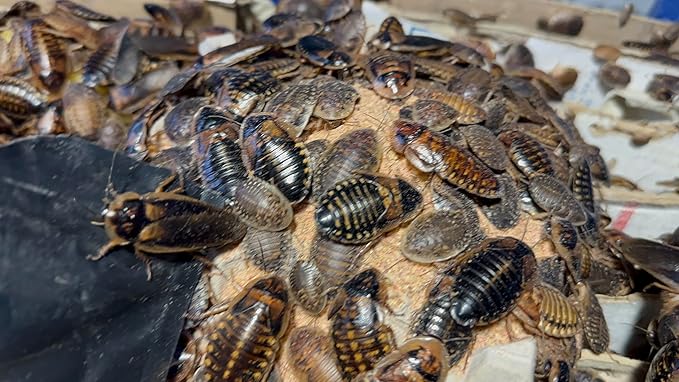 BadAssBugs™ 3LB Dubia Roach Chow Wild Berry