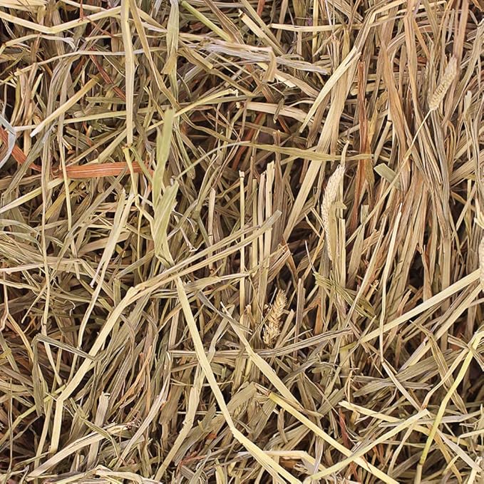 Grandpa's Best Timothy Hay for Rabbits, Guinea Pigs, Chinchillas, Hamsters & Gerbils, 20lb Loose Boxed, Brown