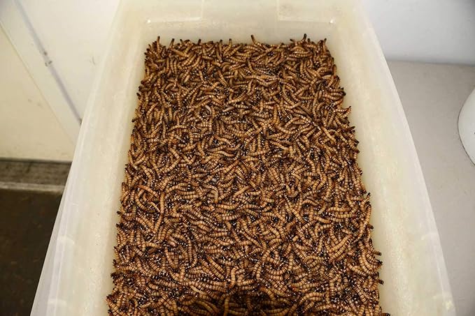 Brand - 300 - Live Superworms - Kingworms - Zophobas Morio