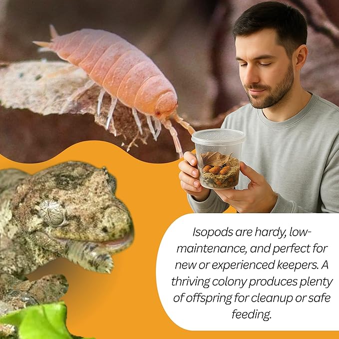 50 Powder Orange Isopods | 8oz Coco Temperate Springtails | Live Arrival Nationwide!