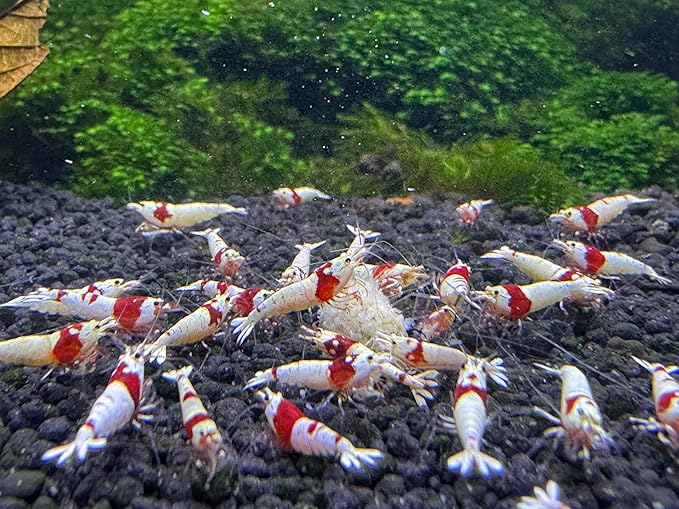 Snow Flakes Shrimp Food 50g Crystal Cherry Shrimp Invert Crays (50g)