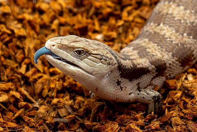 RediChip Reptile Bedding Loose Medium Coconut Chip Substrate 36 Quart Coco Husk Mulch for Snake and Gecko Habitat, Ball Python Terrarium, Lizard and Turtle Tanks, Tortoise Enclosure (2 Pk)