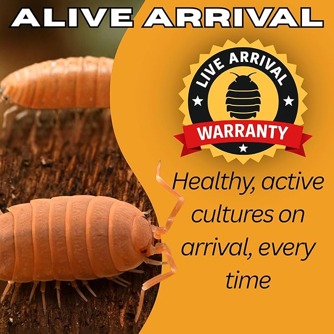 30 Count Powder Orange Isopods (Porcellionides Pruinosus) Bioactive Cleanup Crew & Reptile Food