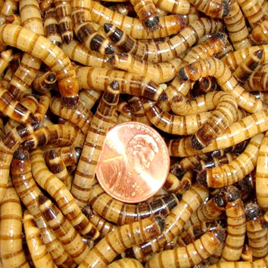 250ct Superworms, Feed Reptile, Birds, Fishing Best Bait