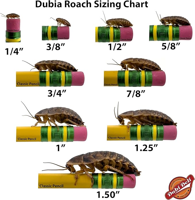 Dubi Deli Dubia Roaches – Food for Reptiles, Tarantulas, Bearded Dragons, Geckos, and Insect-Eating Pets – High Protein, Easy to Digest, Healthier Alternative to Crickets (1", 200 Count)