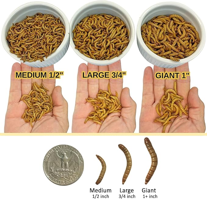 Exotic Nutrition 5000pk Live Mealworms (1/2")