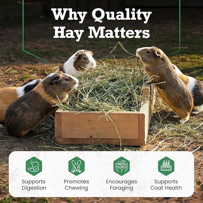 Border Valley Orchard Grass Hay Bale in Bag, 50 lb - Soft High Fiber Hay for Rabbits, Guinea Pigs, Chinchillas, Tortoises, Horses and Livestock - Leafy Grass Hay, Farm-to-Home Freshness