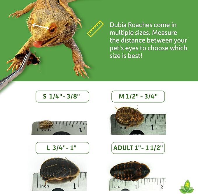 Josh's Frogs 1/4" - 3/8" Small Dubia Roaches (25 Count)
