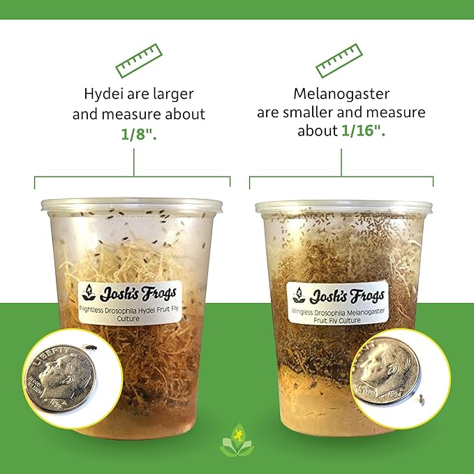 Josh's Frogs Wingless Drosophila Melanogaster Fruit Fly Cultures (Fresh)