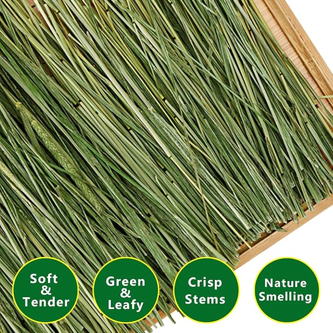 Timothy Hay 2.2LBS - Premium Hay for Rabbits Tortoise Guinea Pig Chinchilla - Dust Free Natural Fresh Hay (1.1 lbs, 2 Pack)