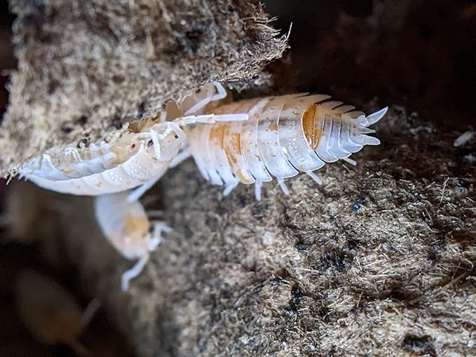 Ordinary Feed Co. Live Orange Dalmatian (Porcellio Scaber) Isopod - Cleanup Crew, Reptile & Amphibian Food (10 Count)