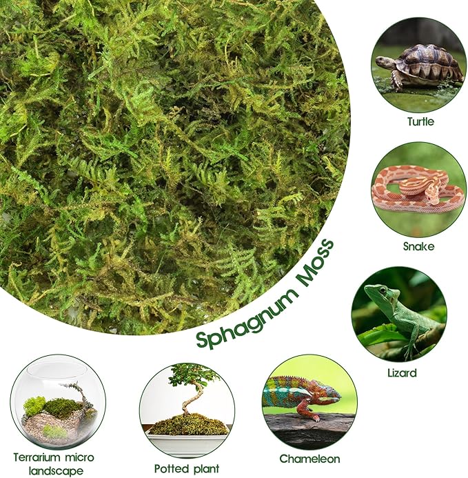 14OZ Sphagnum Moss for Reptiles, Terrarium Natural Green Dried Peat Habitat Bedding Plants for Snakes Gecko Forest Frogs and Turtle Accessories Substrate (50QT)