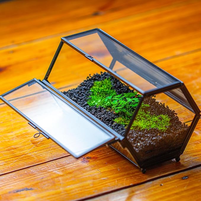NCYP Small Glass Terrarium Enclosure with Mesh & Door for Tiny Beetle, Jumping Spiders, Hexagon Vented Glass Terrarium 6.8'' x 4.1'' x 3.6'', Indoor Decor, Black (Plants Not Include)