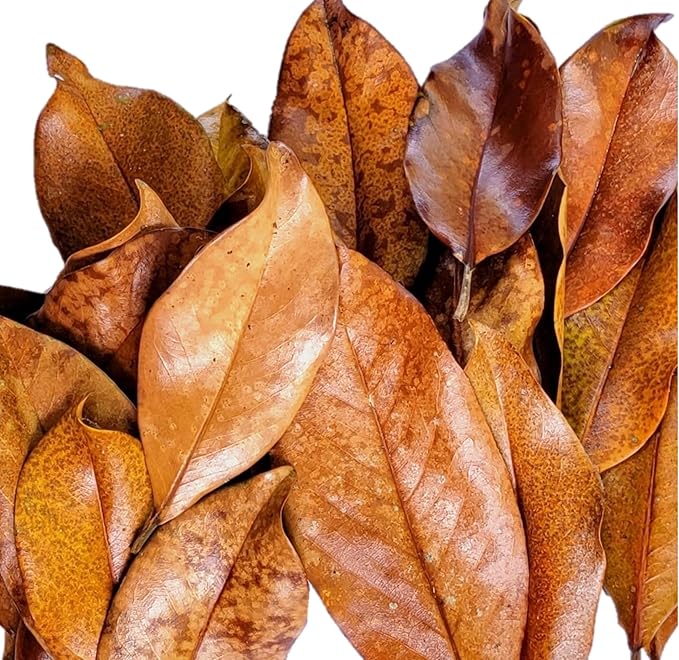 Magnolia Leaf Litter, 30-35 Premium Whole Natural Organic Hand Picked Leaves for Bioactive Enclosures, Reptiles, Amphibians