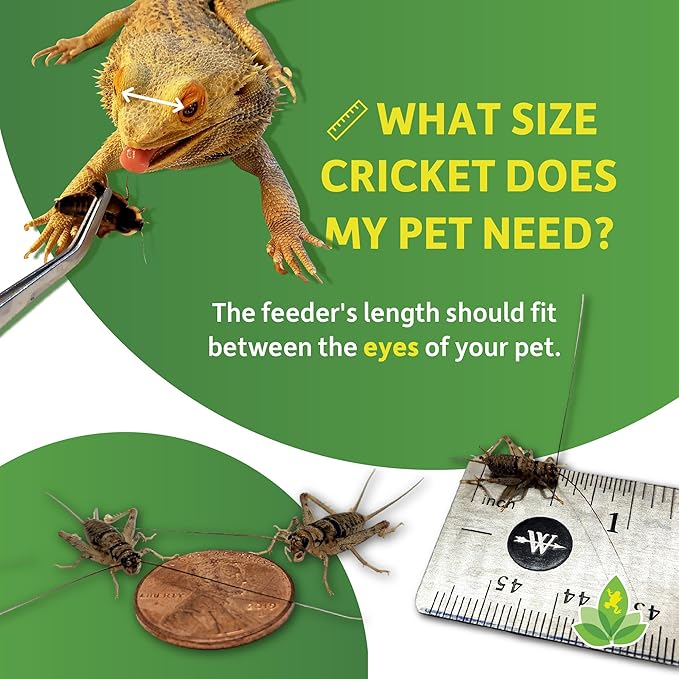 Josh's Frogs 1/2" Banded Crickets (72 Count)