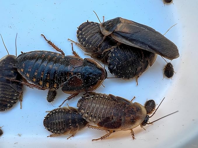 Mixed Sized Dubia Roaches 200 Ct | Sizes 1/4 inch, 1/2 inch, 1 inch |Reptile Food Live Arrival | Includes Insect Food