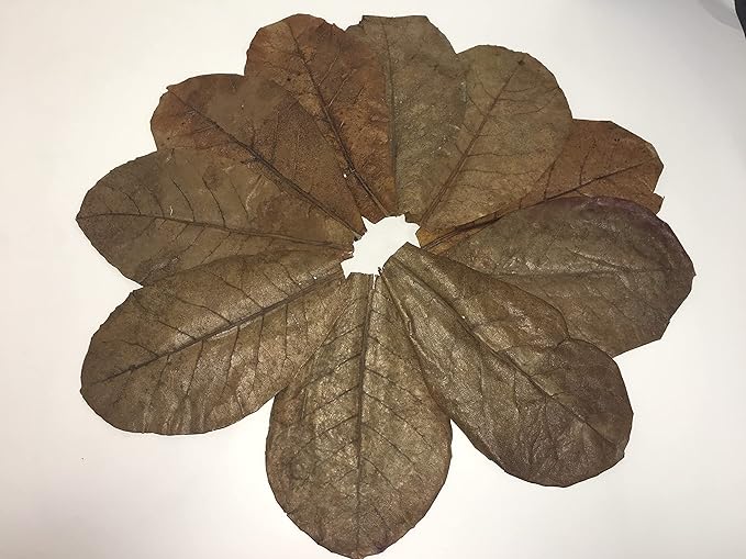Awesome Aquatic Hermit Crab Catappa Large Indian Almond Leaves 10 7” - 9” Natural Leaf Litter Provides Humidity, Crab Treat with Cellulose, Promotes Breeding, Natural Hiding Spots, Easy to Use