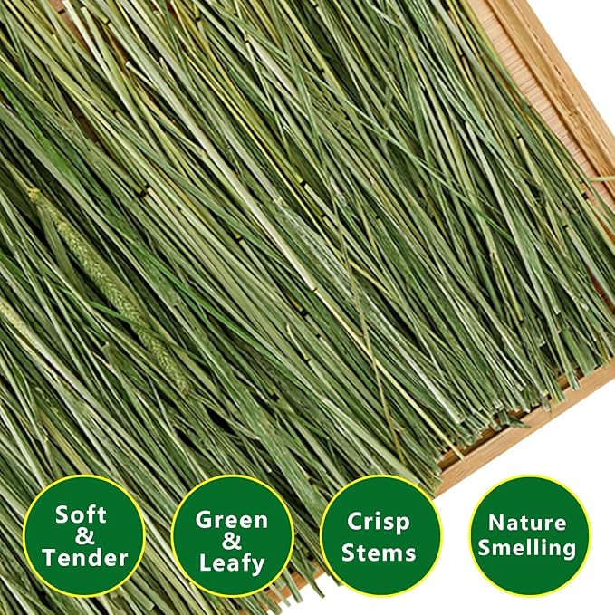 Timothy Hay 1.1 lbs and Timothy Hay Cubes 24 oz - for Rabbits Tortoise Guinea Pig