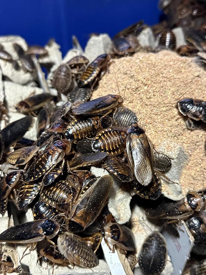 BadAssBugs™ 2LB Dubia Roach Chow Wild Berry