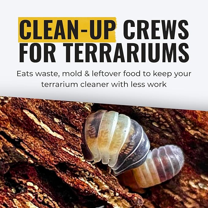 Creation Cultivated 12+ Cubaris Panda Isopods Live - Live Bugs for Bioactive Terrarium, Vivarium Clean-up Crews, and Reptile Food - Easy-Care Isopods for Terrarium