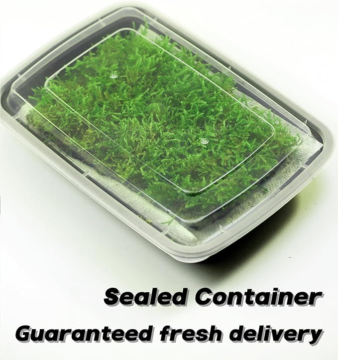 Moss Terrarium Beding Live Moss Terrarium Moss Composite Set (2 Style Moss Combination)
