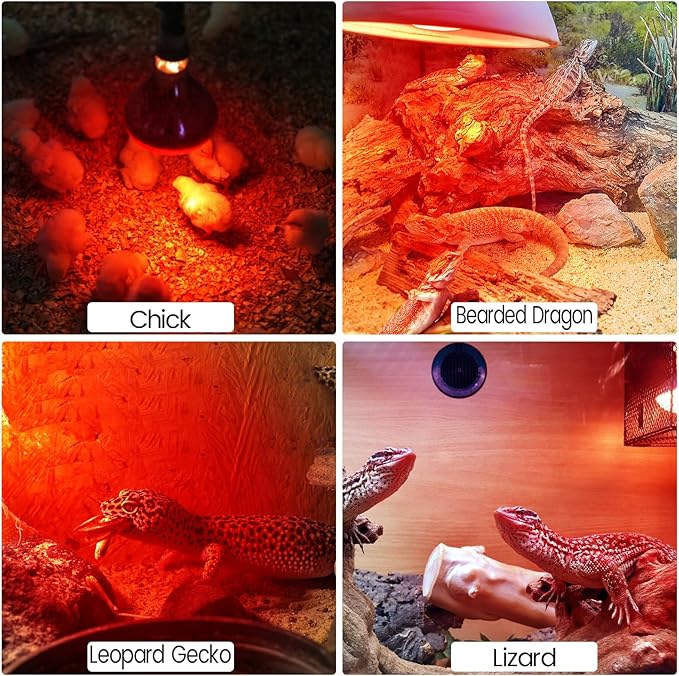 2-Pack Heat Bulb for Chicks, 150 Watt Reptile Heating Lamp for Leopard Gecko and Bearded Dragon, Infrared Basking Light