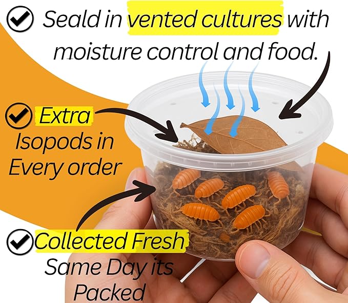 50 Powder Orange Isopods | 8oz Coco Temperate Springtails | Live Arrival Nationwide!