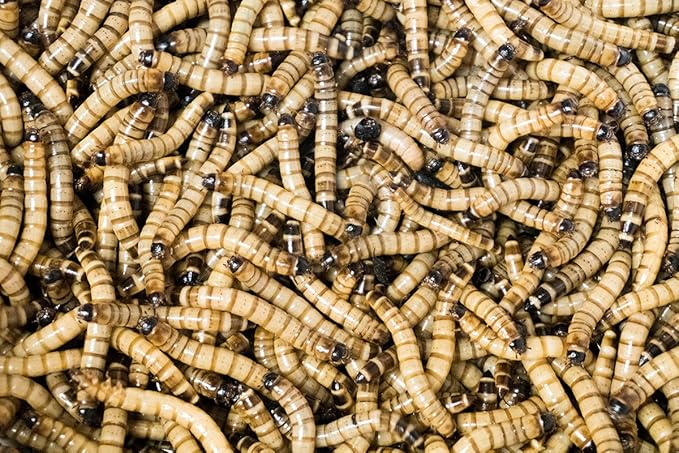 Josh's Frogs Superworms (150 Count)