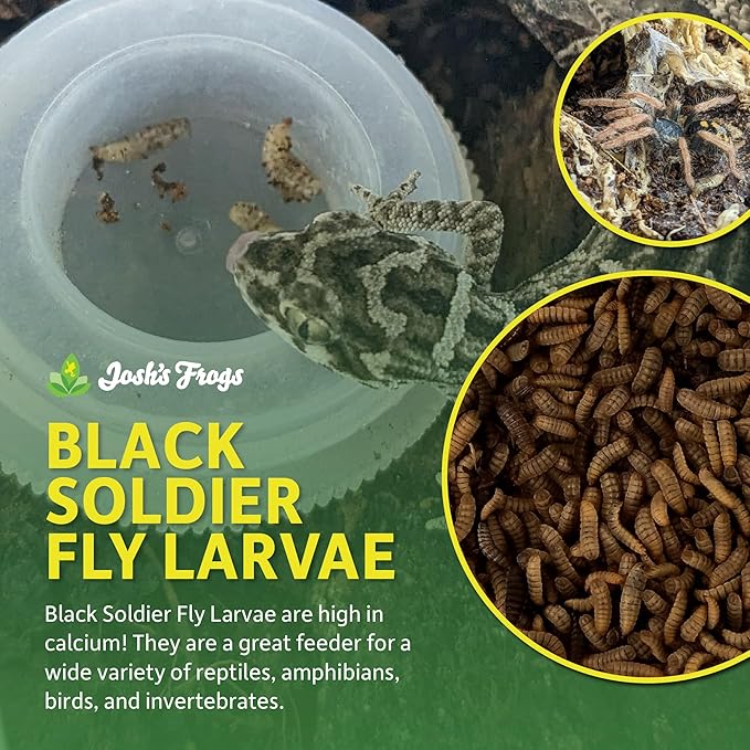 Josh's Frogs Black Soldier Fly Larvae (1000 Count - Small)