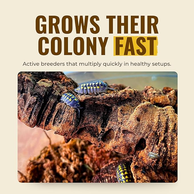 12+ Armadillidium Yellow Spotted Gestroi - Live Isopods for BioActive Terrariums, Vivarium Clean-up Crews, and Reptile Food