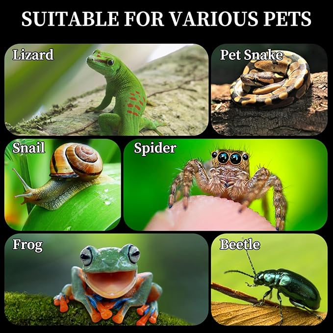 Acrylic Jumping Spider Habitat, Reptile Terrarium Easy Assembly, Bug Enclosure, Praying Mantis Habitat, Frog Enclosure (Small-6.3 * 4.7 * 6.7in)