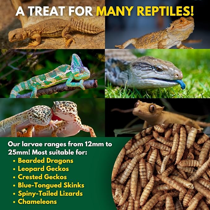 Black Soldier Fly Larvae, Bearded Dragon Food, Bugs for Reptiles, Worms for Geckos, Insect Protein, Baby Bearded Dragon Food, Made in USA, 5 lbs