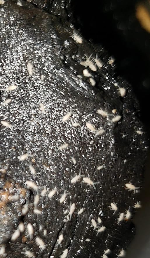 Live Combo Pack 20 Powder Blue, 10 Dairy Cow, and a 8 oz. Springtail Culture, Terrarium, Bioactive Clean Up Crew
